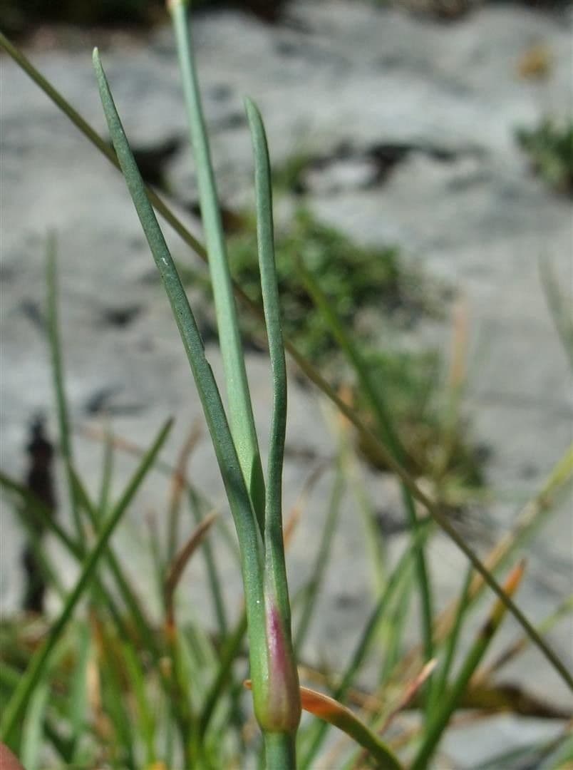 Garofano selvatico 17