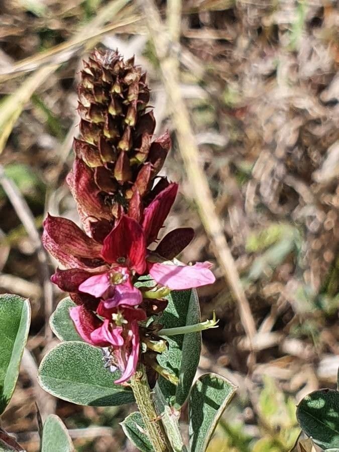 Indigofera 3