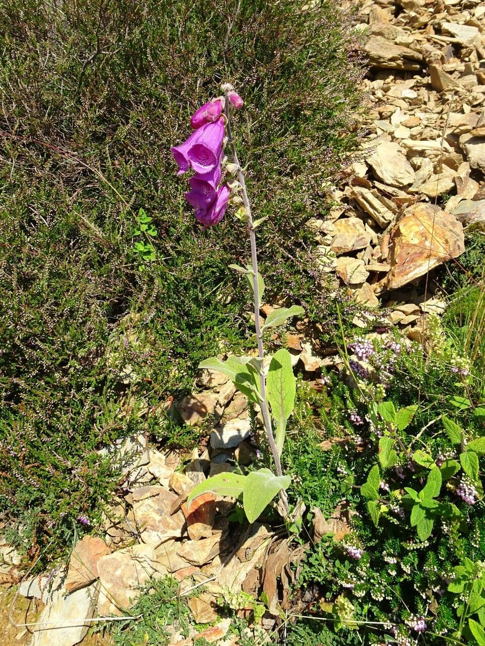 Náprstník červený 14