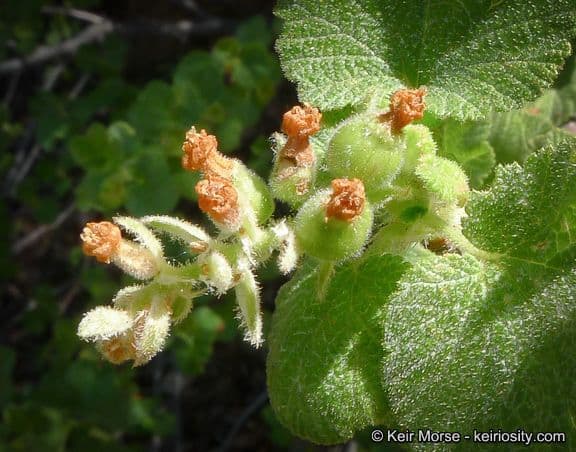 Ribes senza odore 2