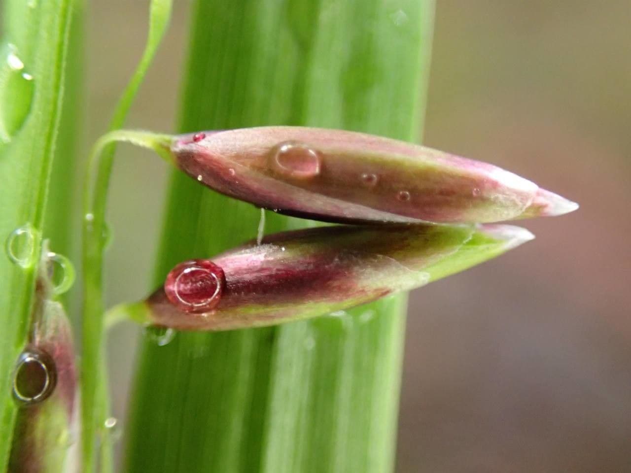 Erba perla pendula 5