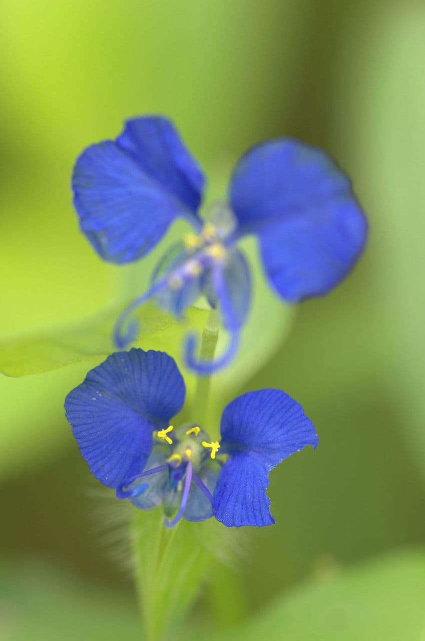 Wegerichblättrige Commelina 4