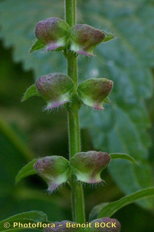 Scutellaria altissima 22