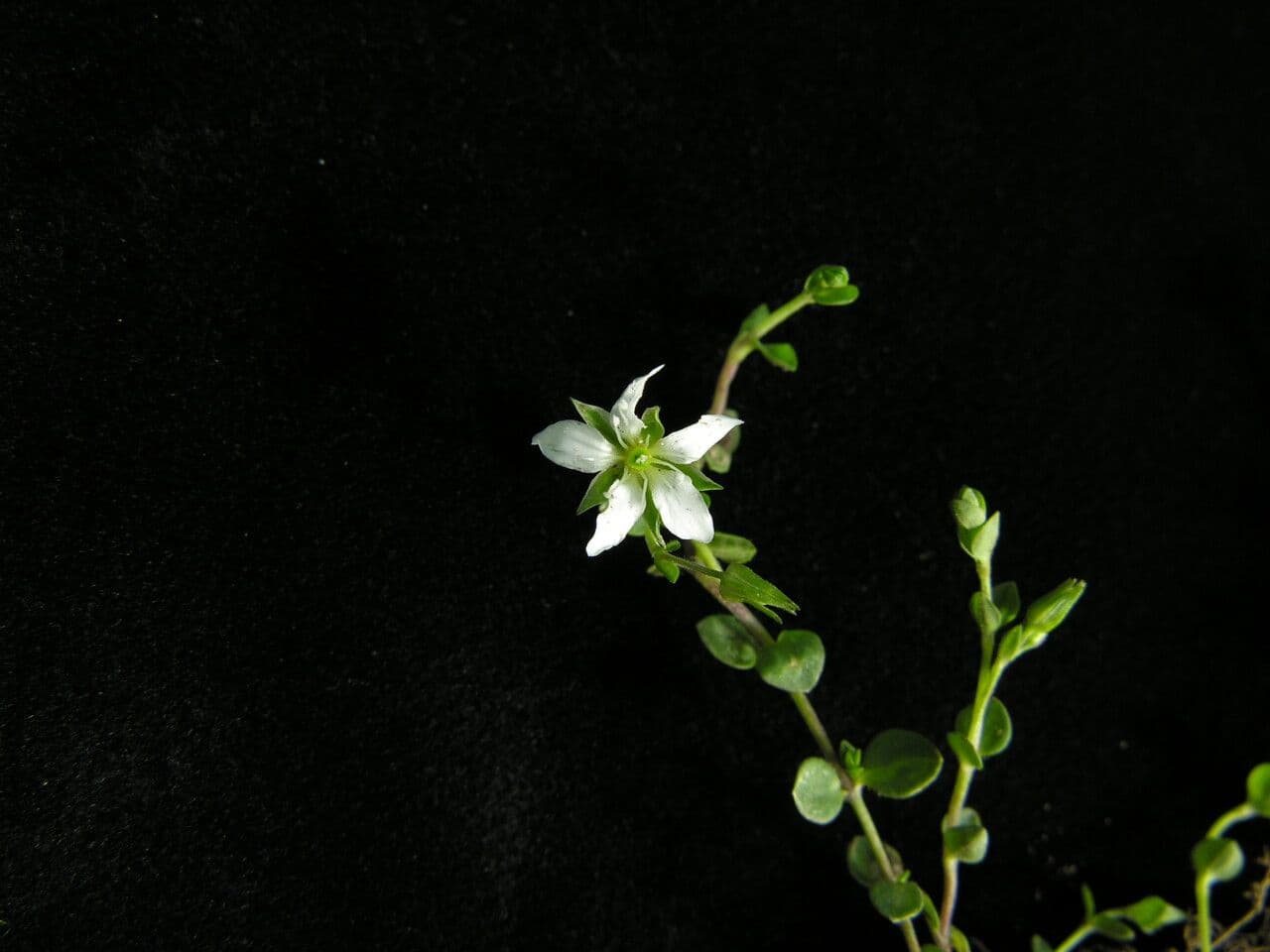 Piaskarka 5