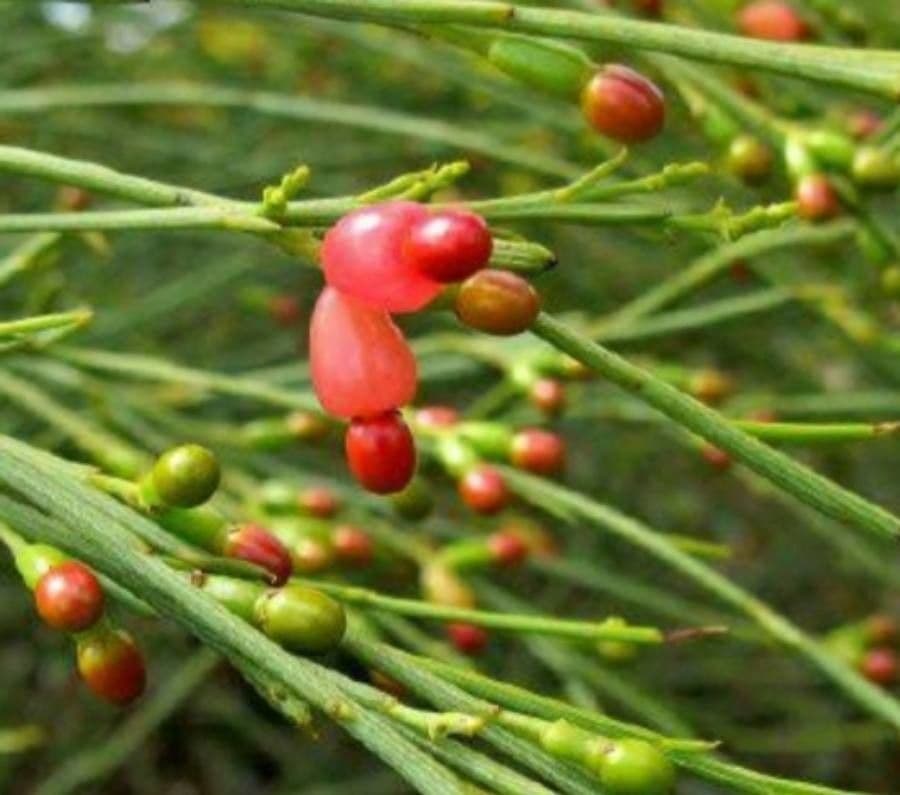 Exocarpos