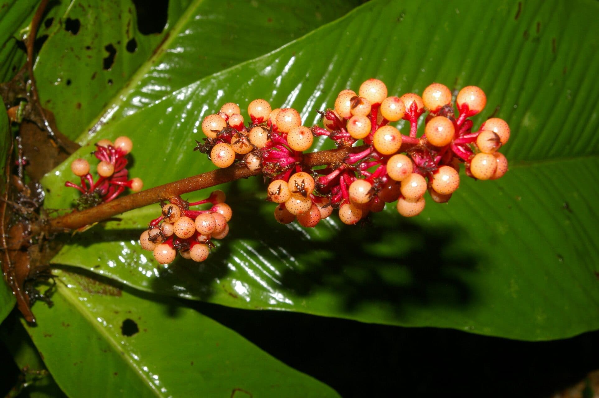 Ardisia 8