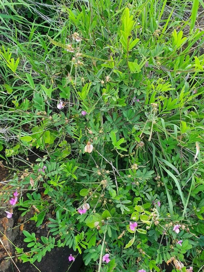 Tephrosia 19