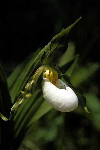 Cipripedio bianco
