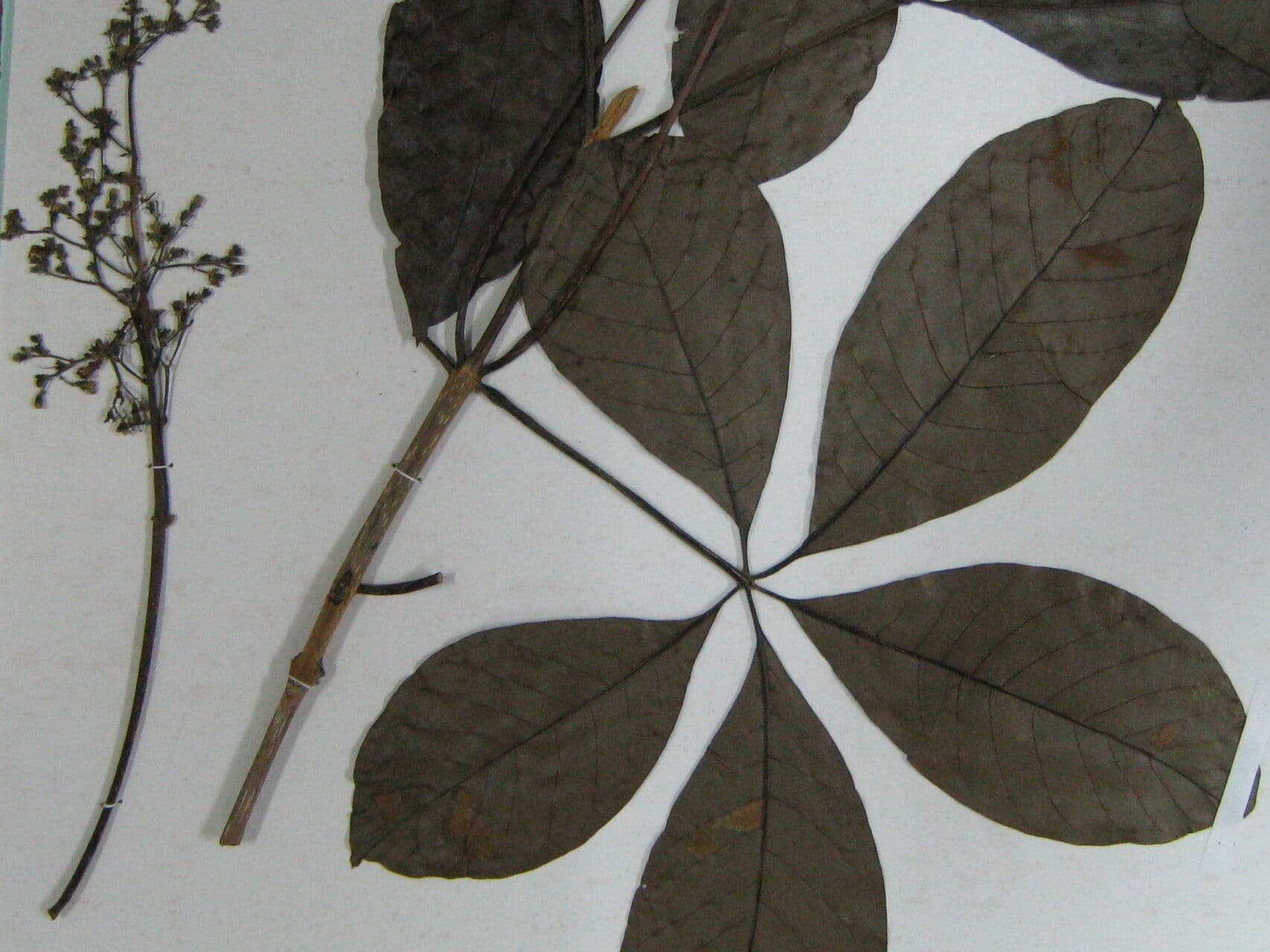 Vitex compresso 2