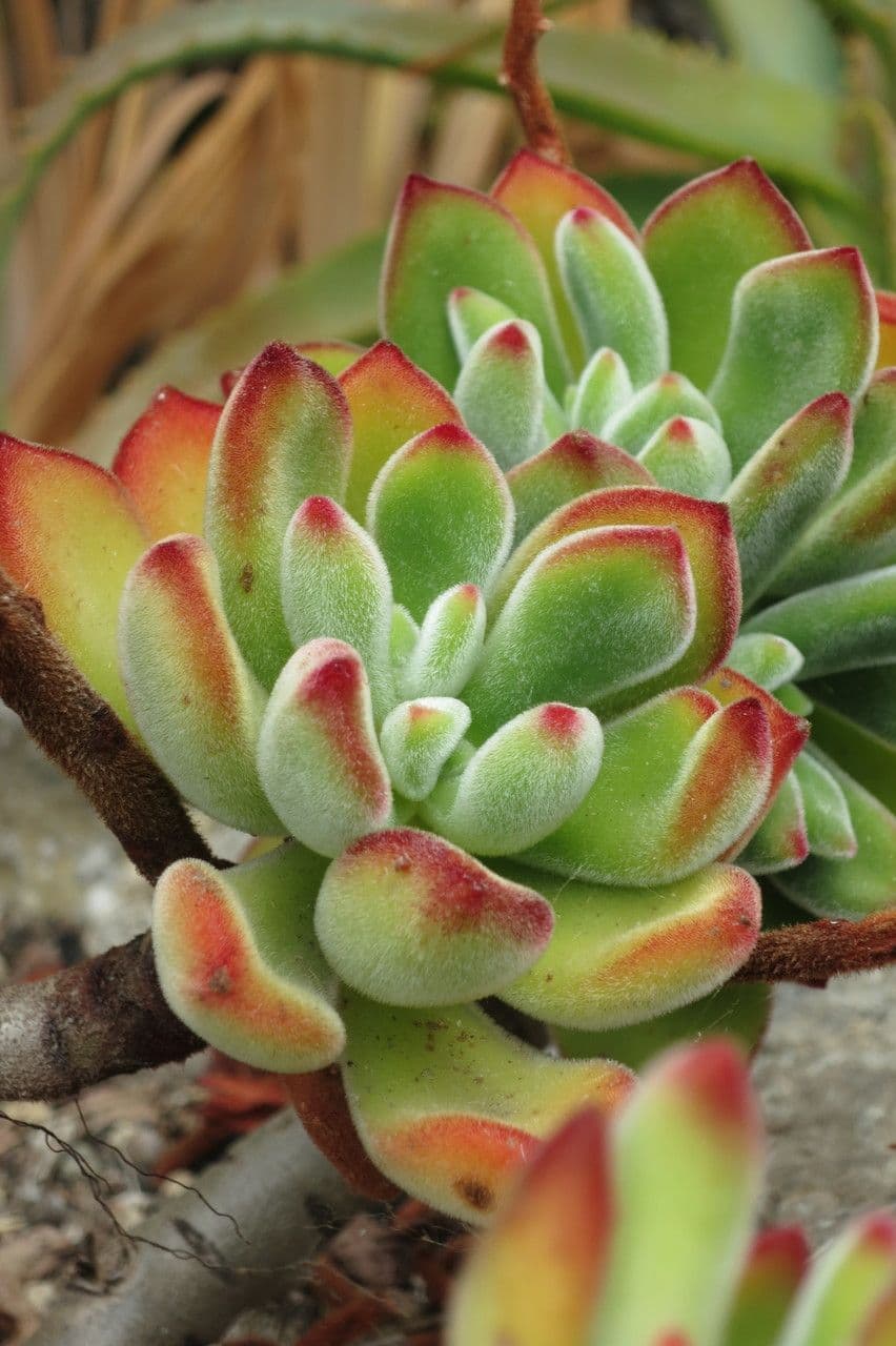 Echeveria 24