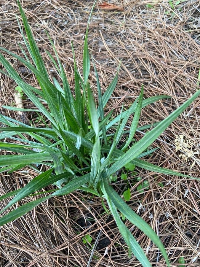 Liatris 16