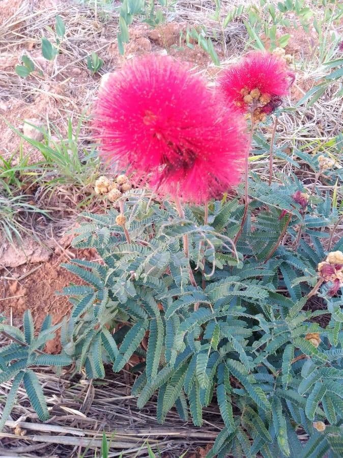 Calliandra dysantha 6