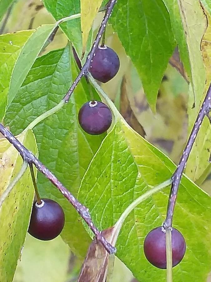 Celtis sinensis 4