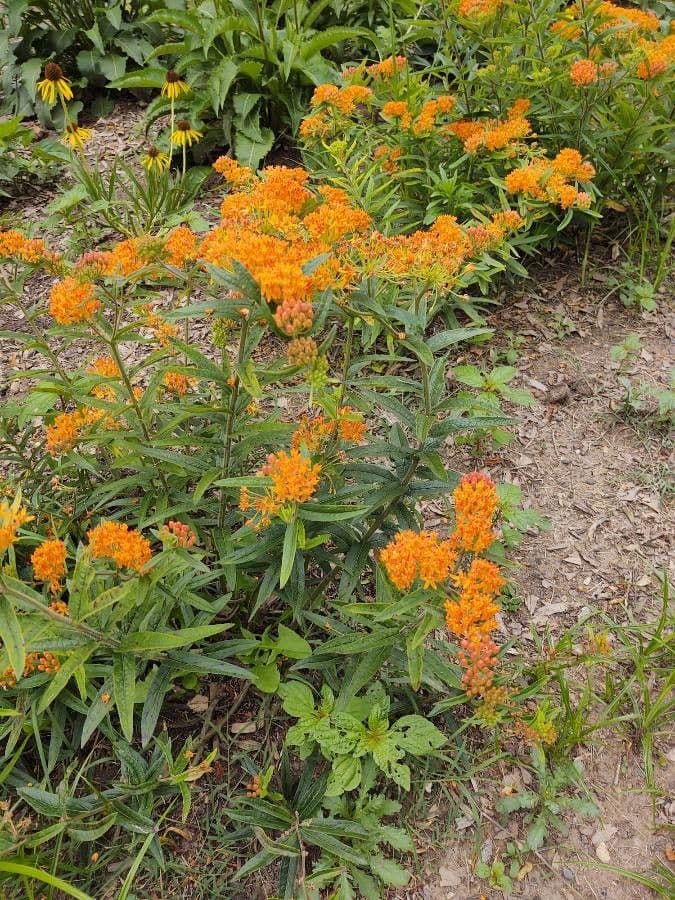 Asclepiade tuberosa 12