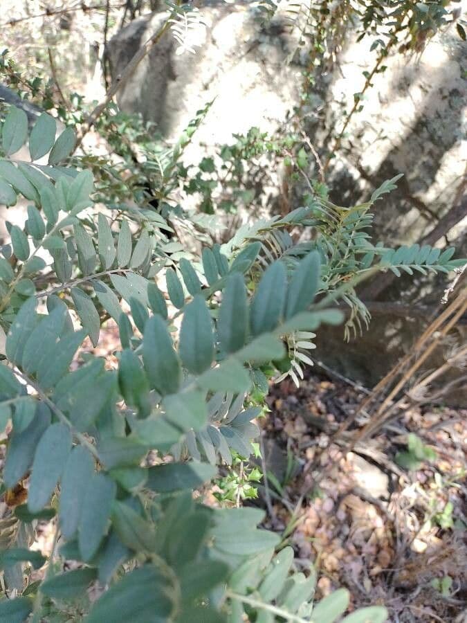 Großfrüchtige Schnurbaum 7