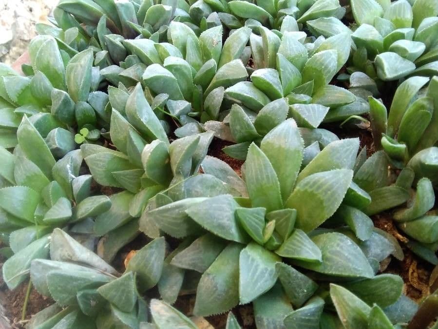 Hawortia 13