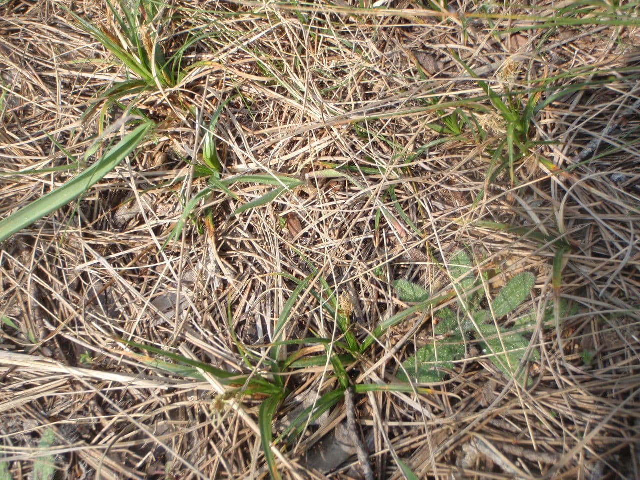 Carex liparocarpos 12