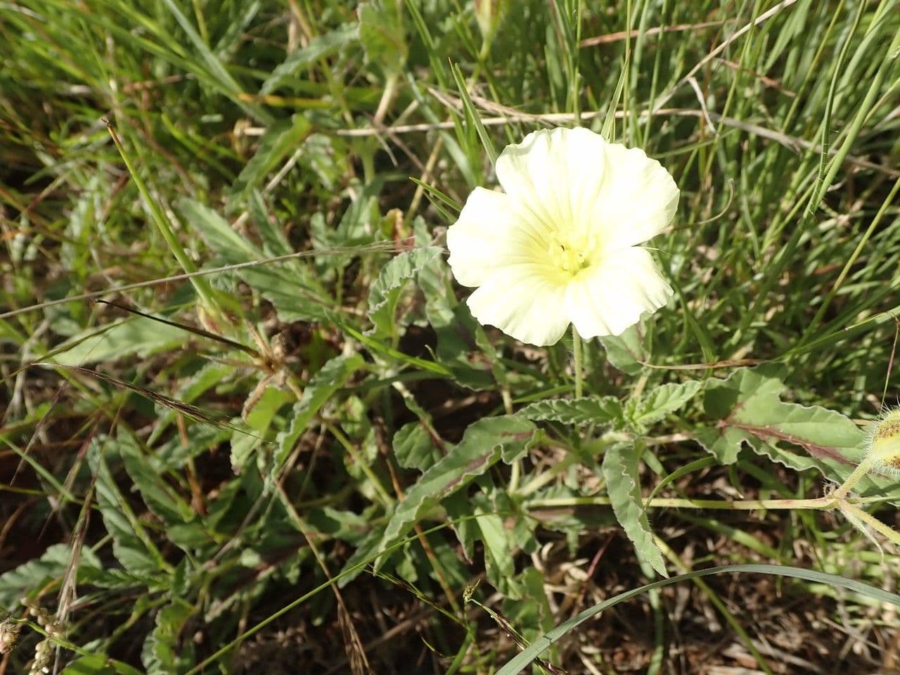 Monsonia 15