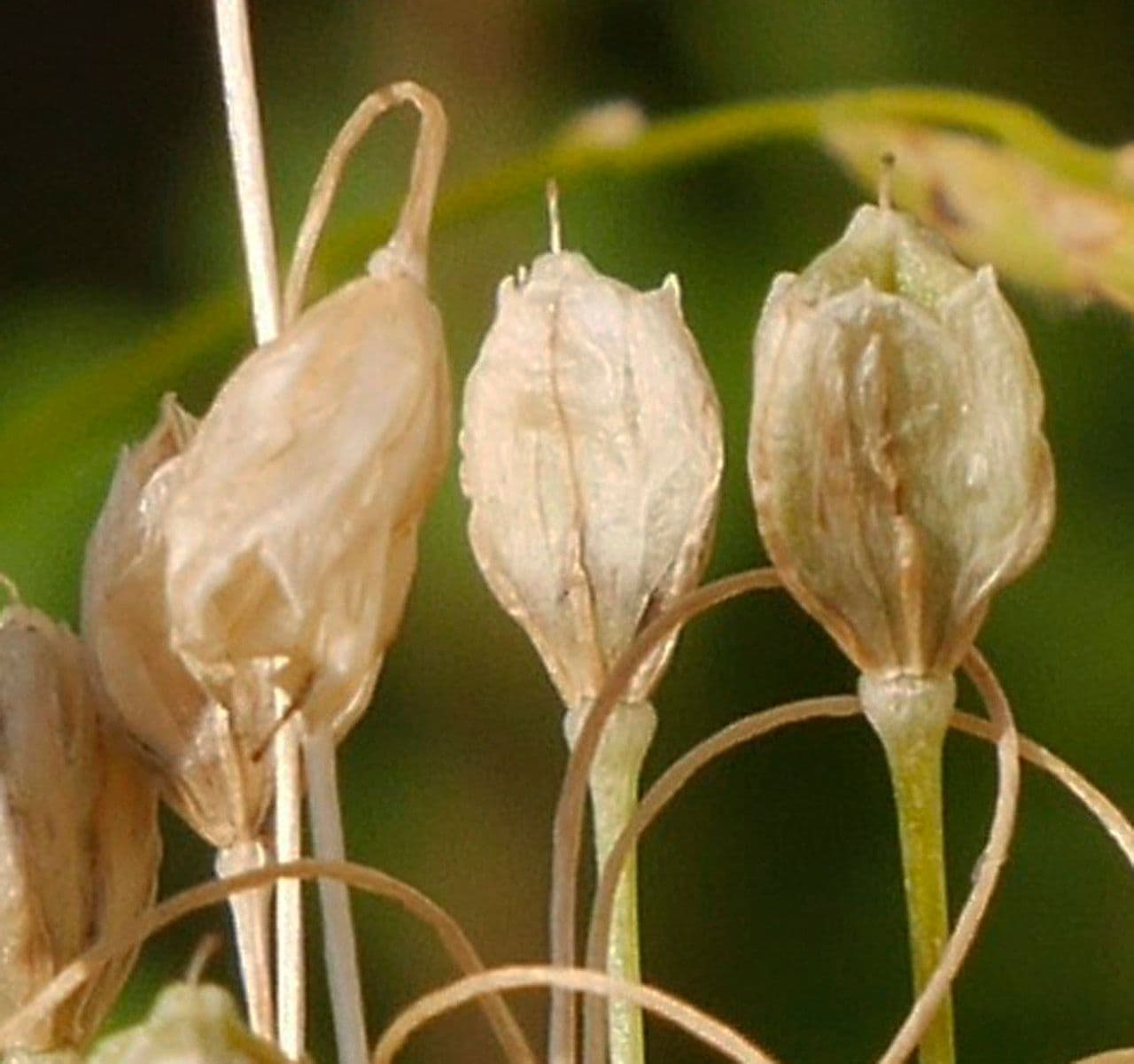 Aglio paniculato