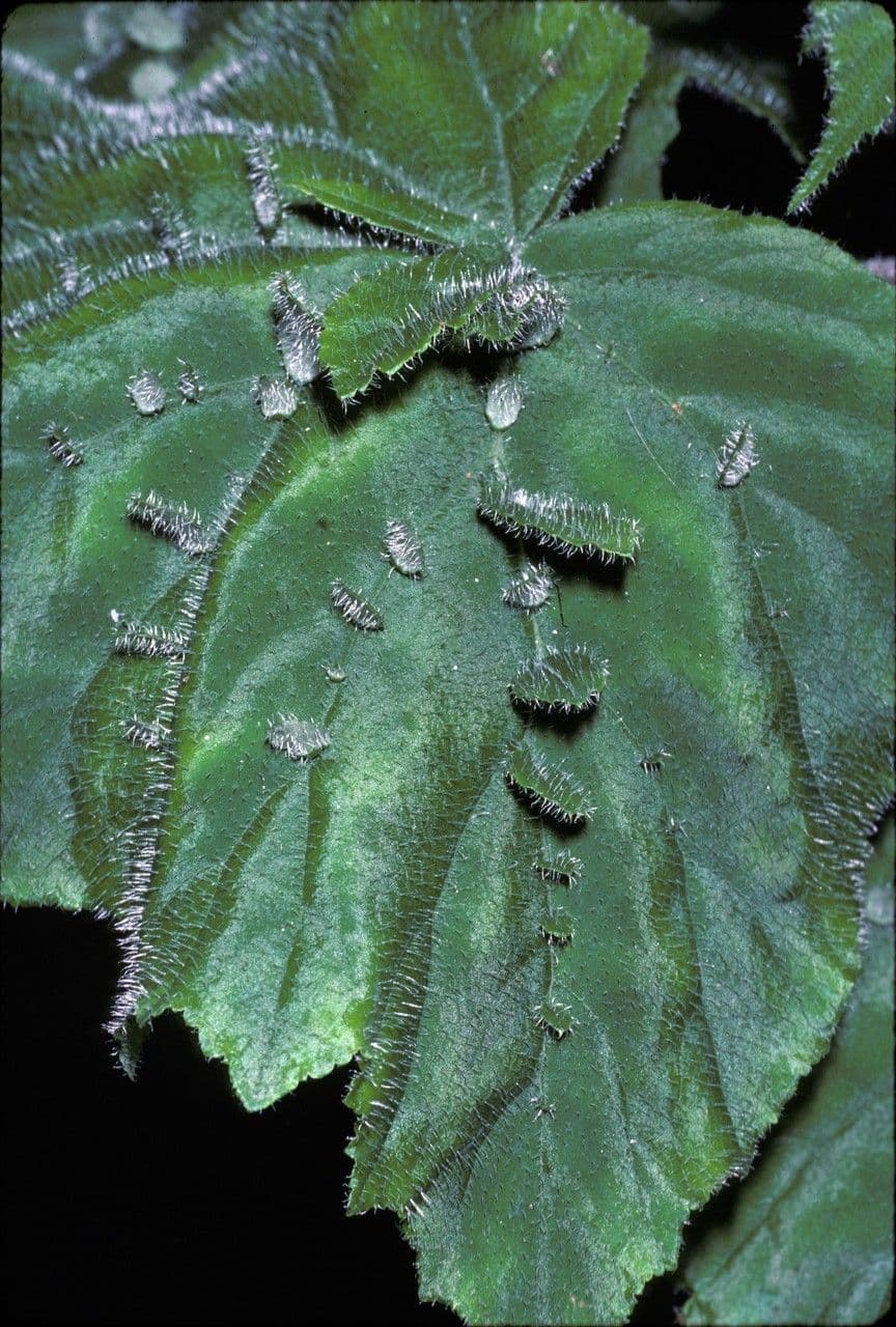 Begonia ispida 2