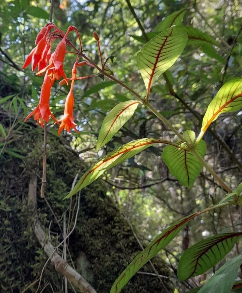 Fuchsien 14