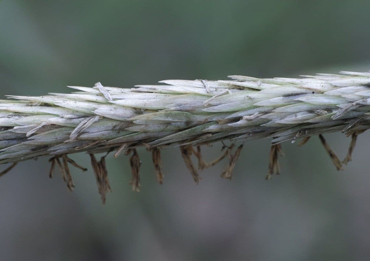 American beach grass 8
