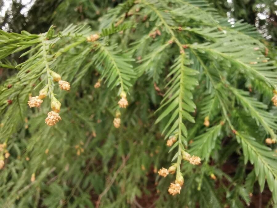 Sequoia sempreverde 6