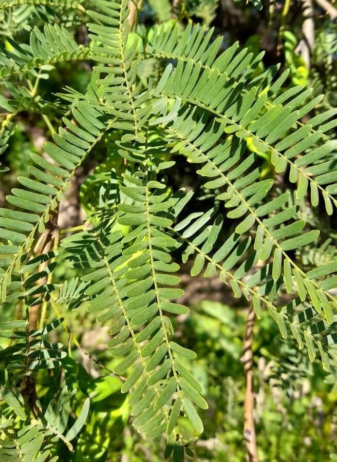 Prosopis 15
