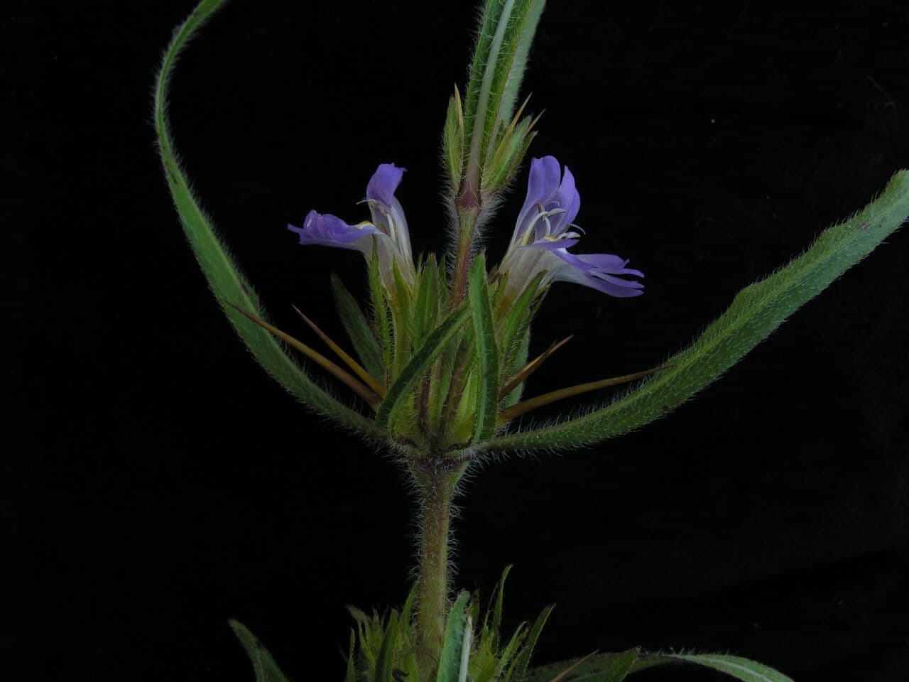 Hygrophila 9