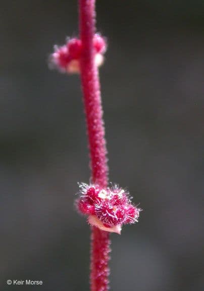 Lithophragma 2