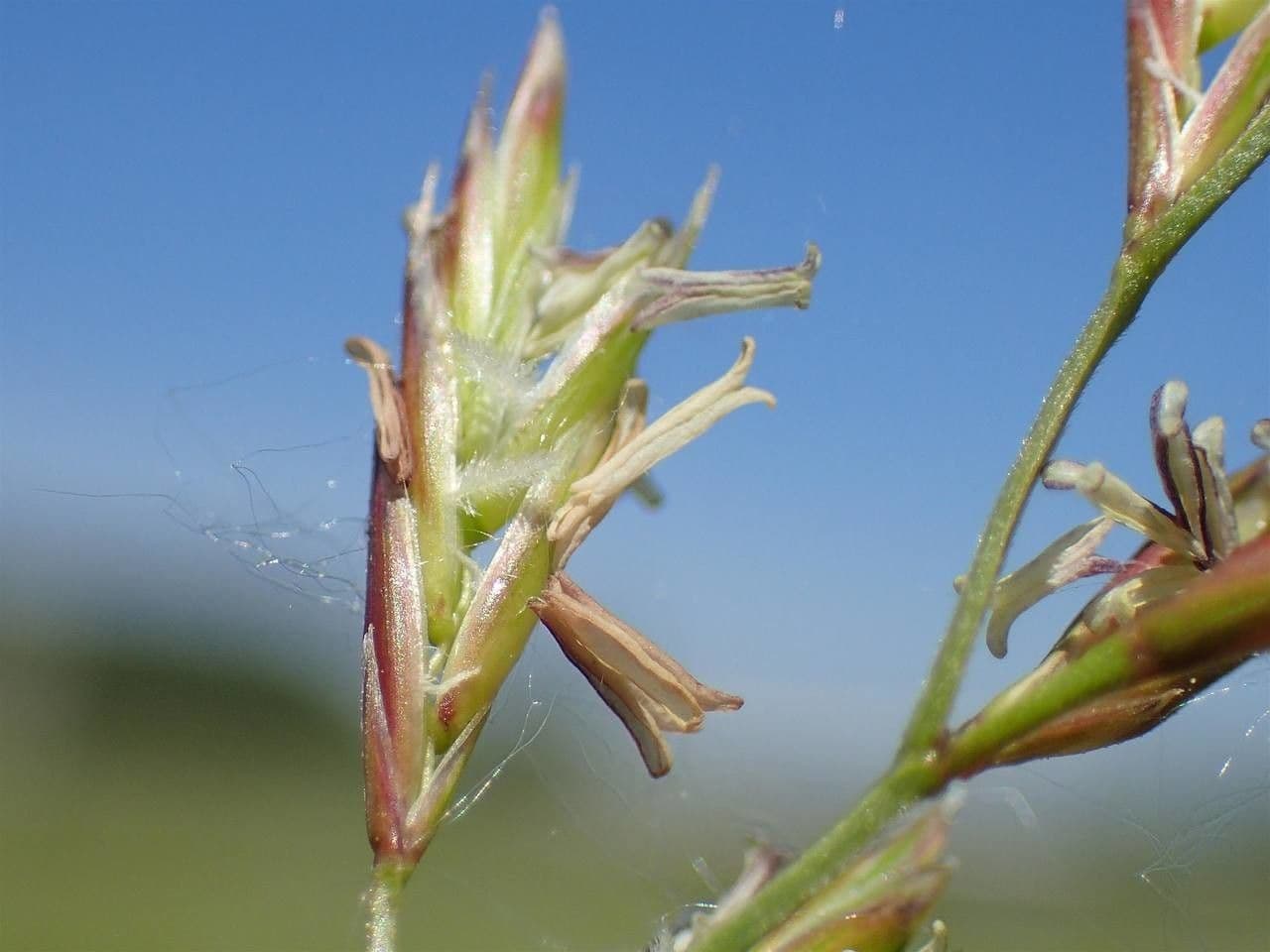 Festuca dei prati 2