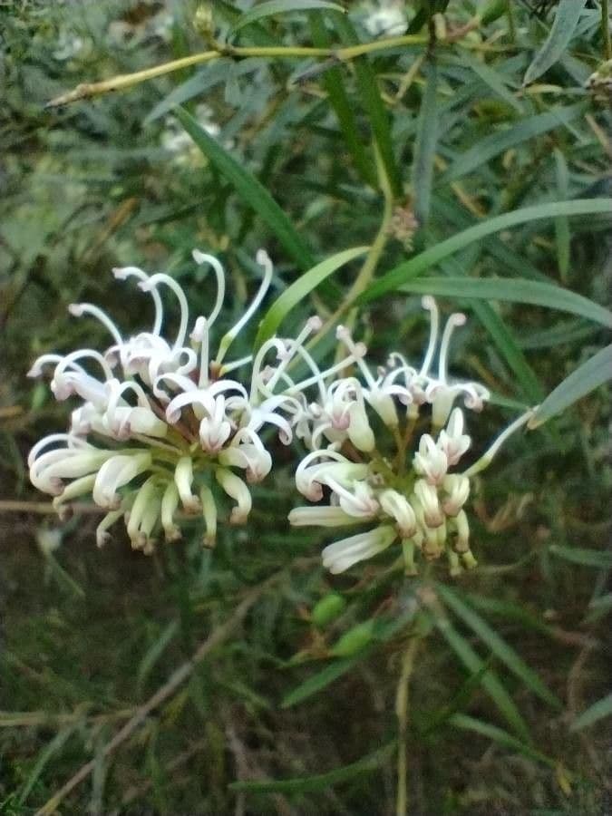 Lineares Grevillea 5