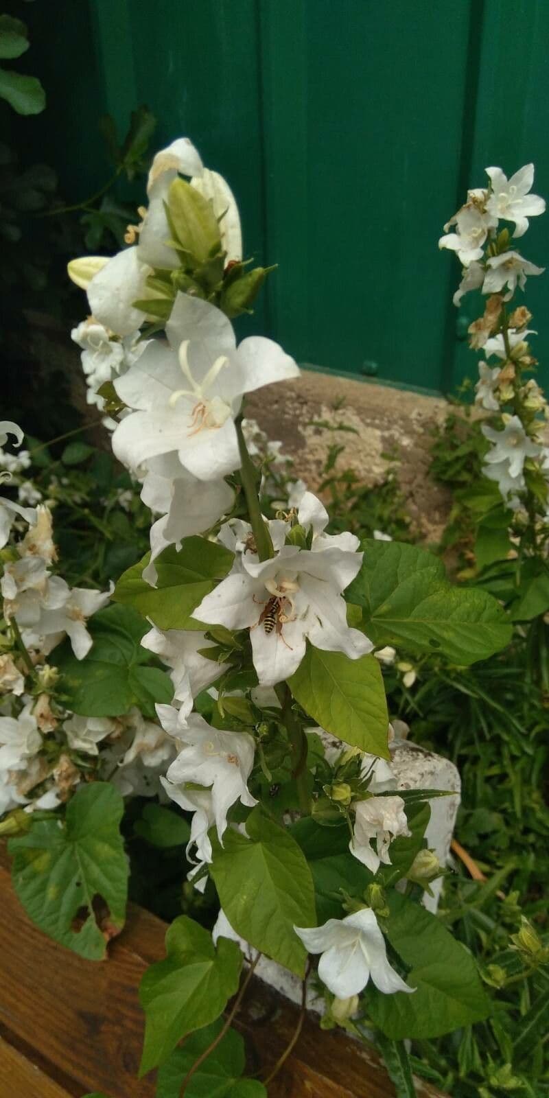 Campanula 3