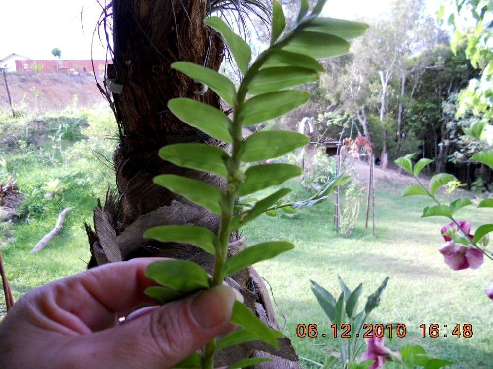 Appendicula 9