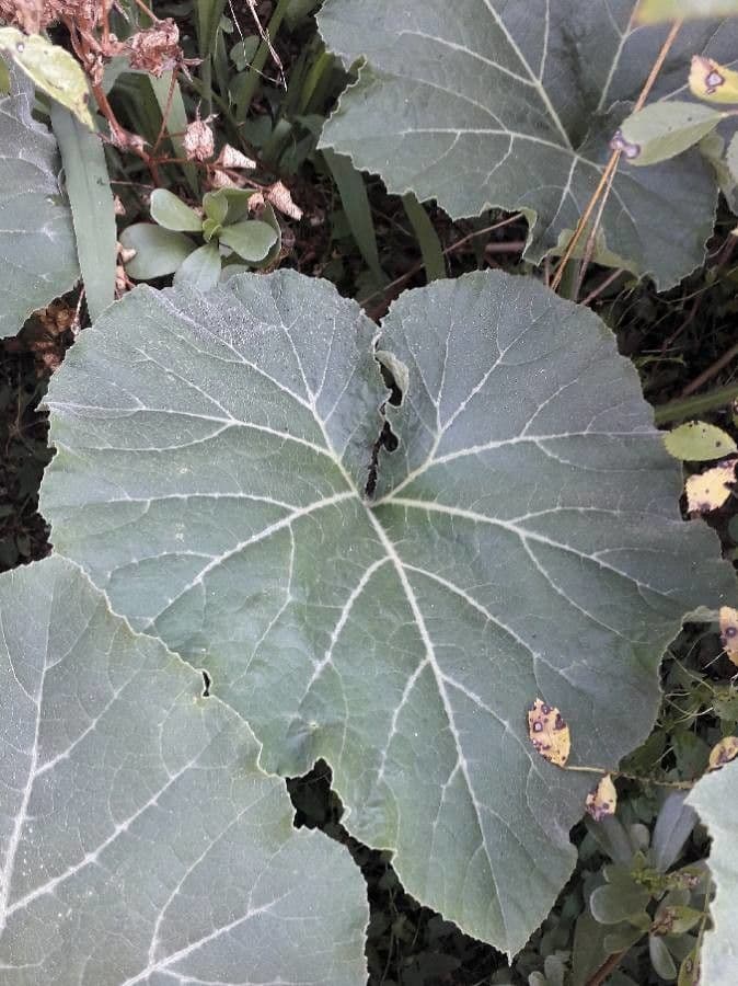 Bitter bottle gourd 20