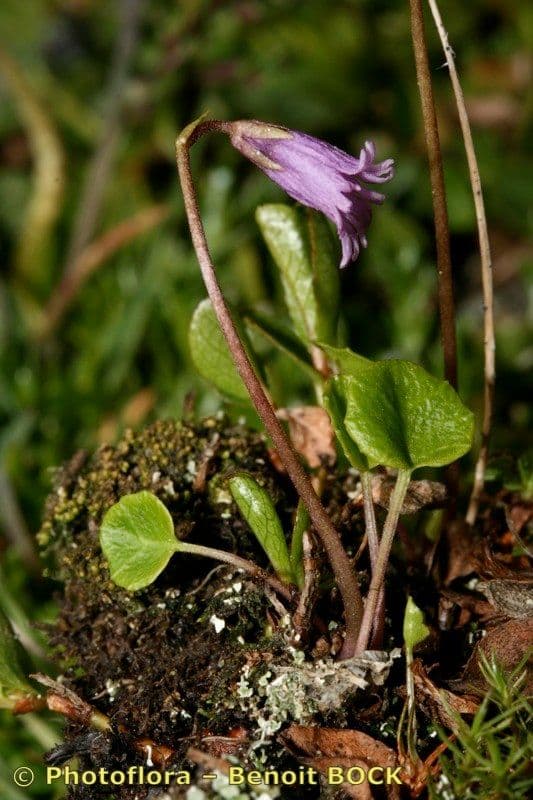 Zwerg-Glockenblume 9