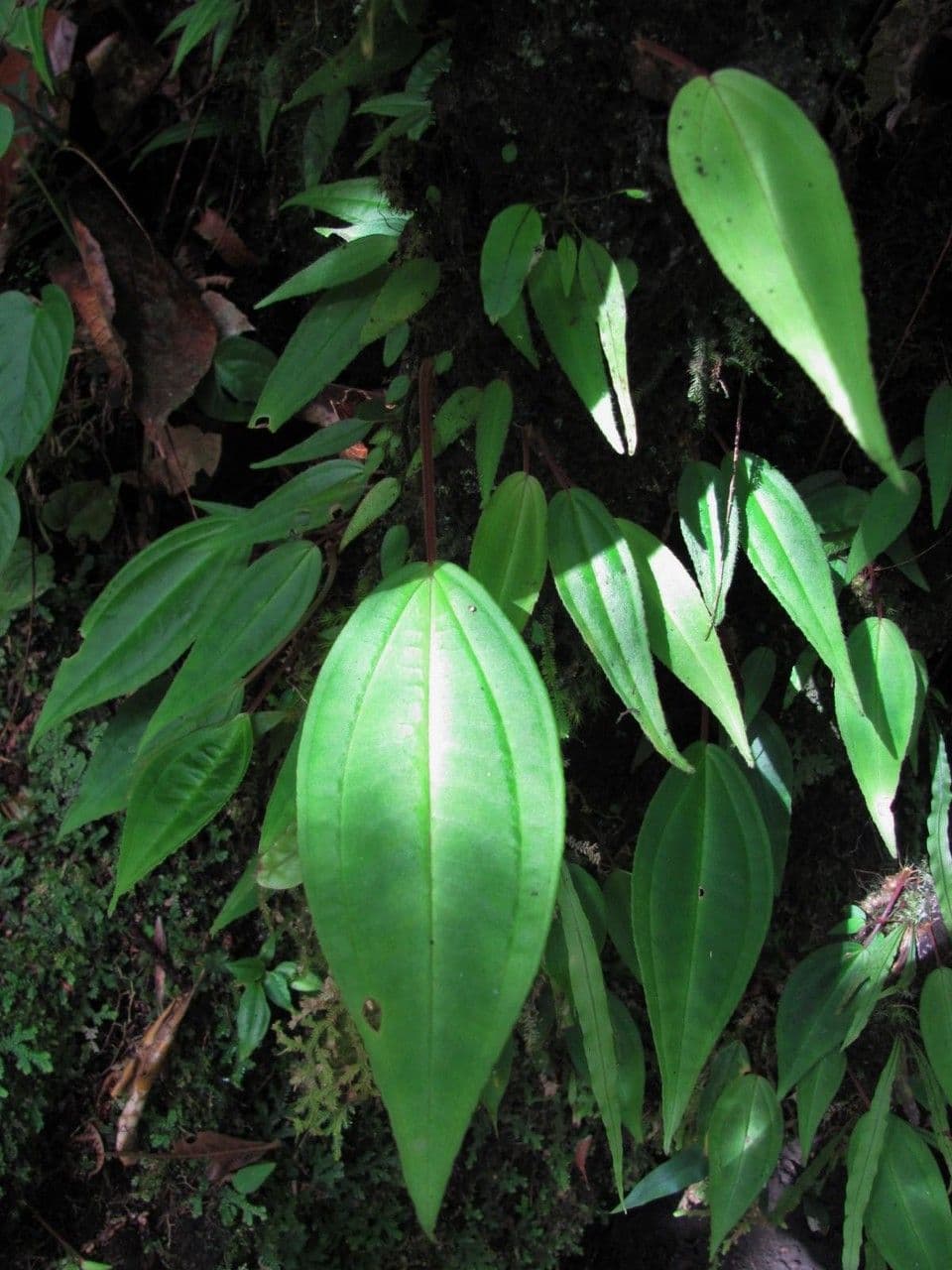 Monolena 7