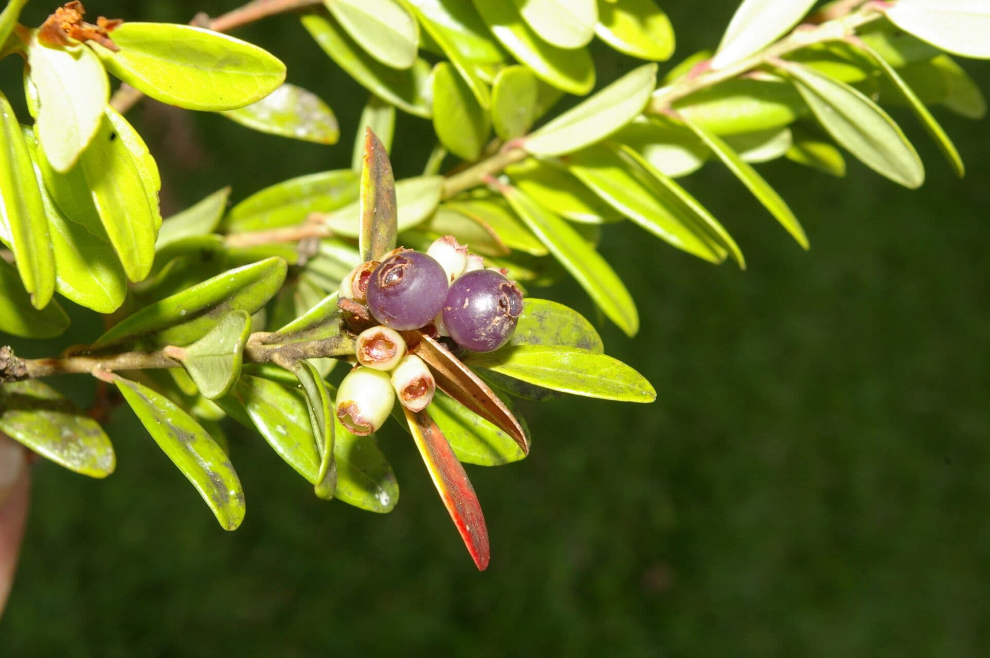 Cavendishia 3