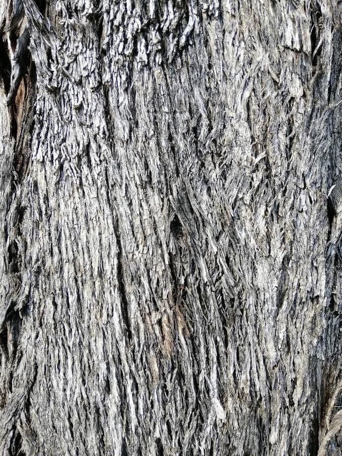 Eucalyptus microcarpa 12