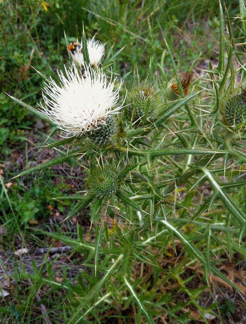 Cardo feroce 6