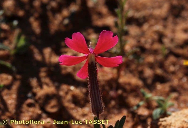 Silene 5
