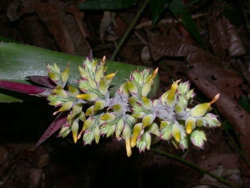 Aechmea 8