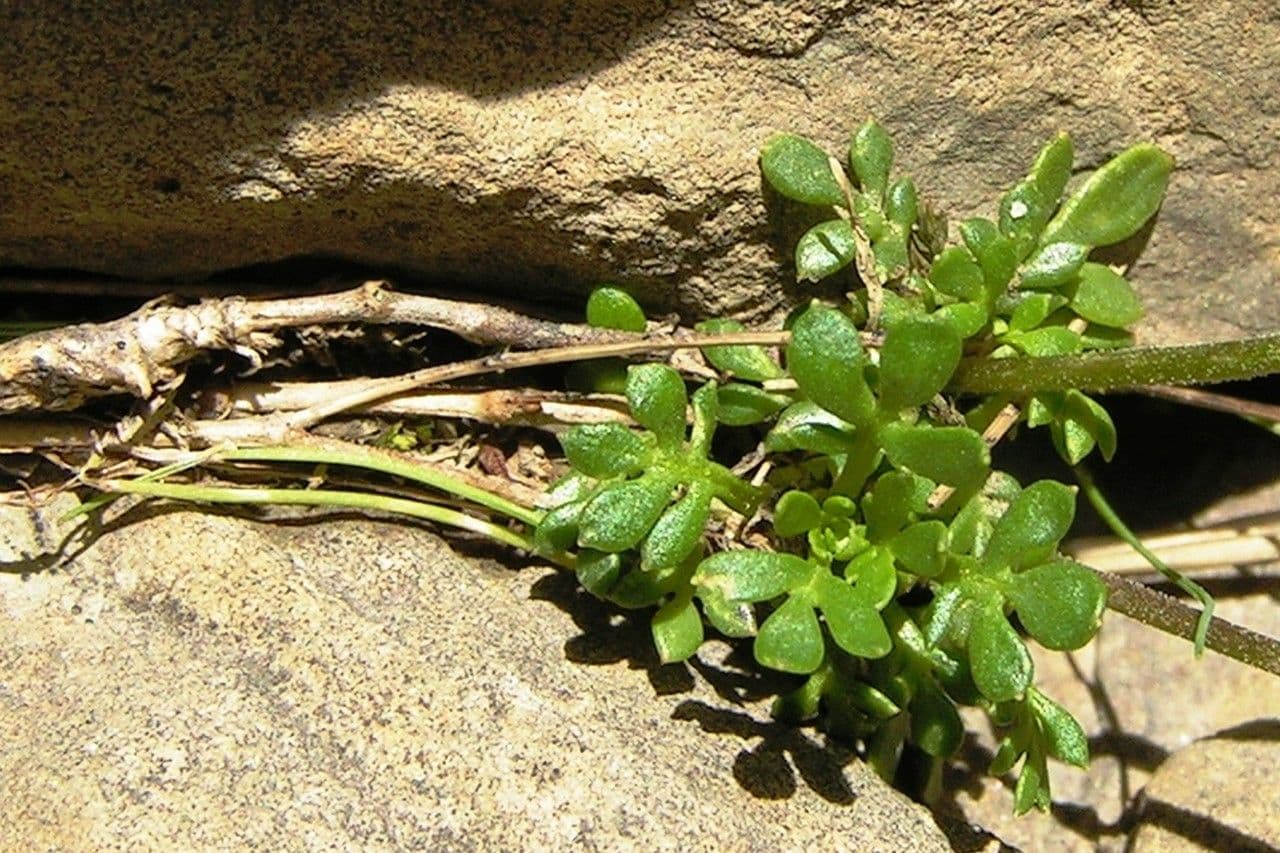 Iberidella alpina 22