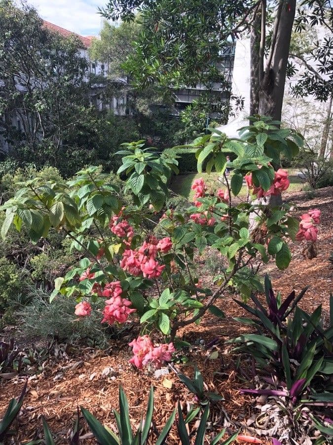 Mussaenda philippica 7