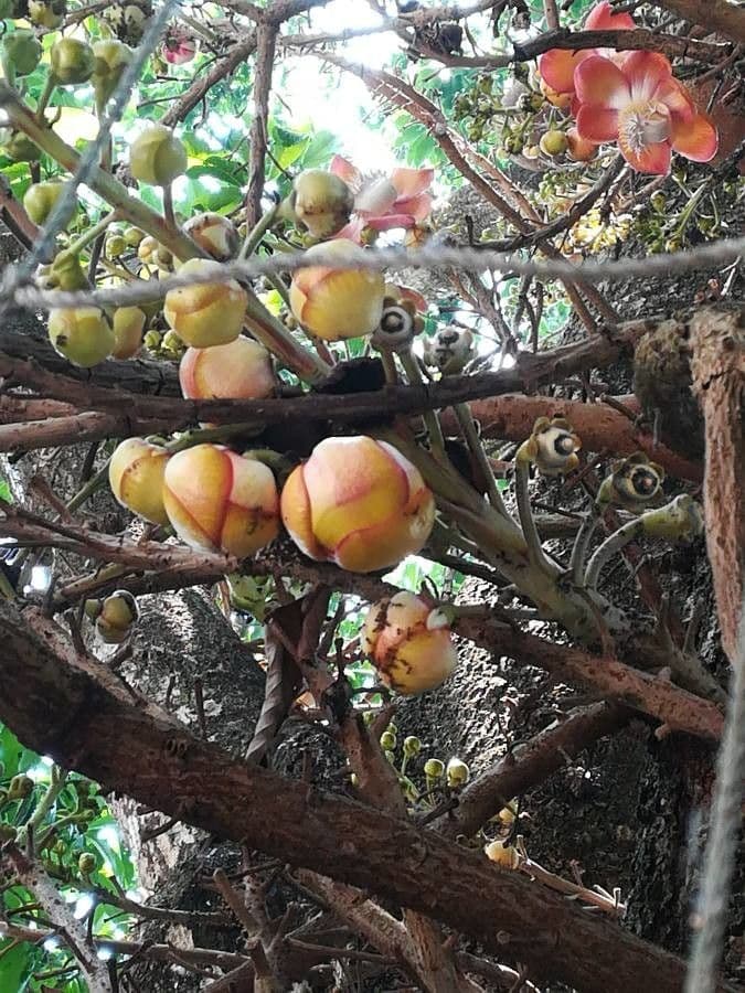 Kanonenbaum 9