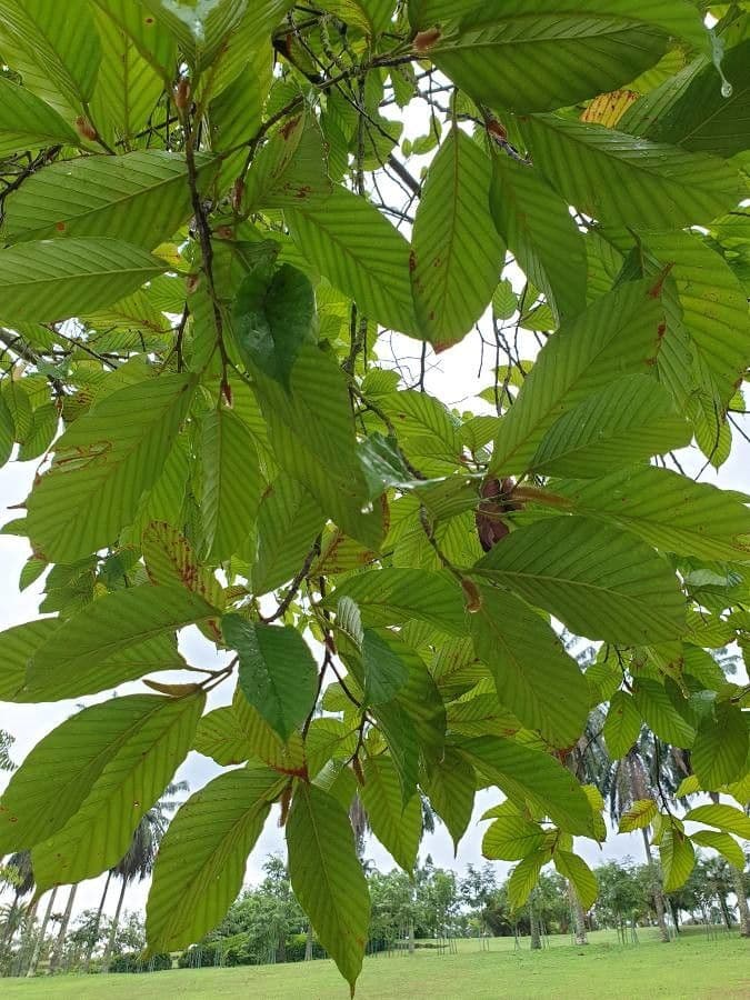 Dipterocarpus 6