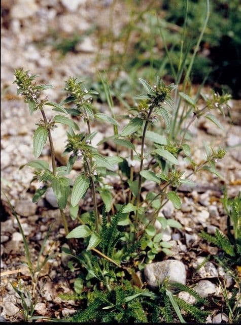 Dracocephalum thymiflorum 7