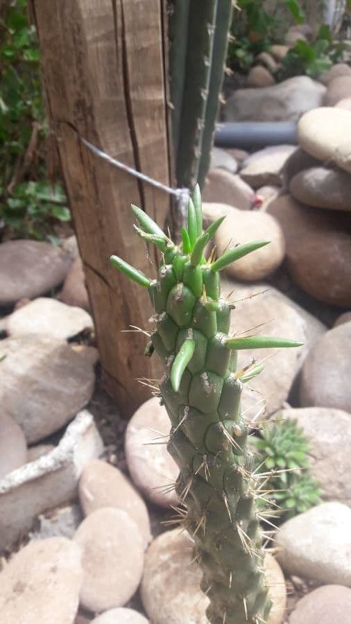Austrocylindropuntia 9