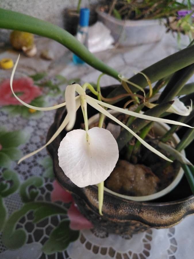 Brassavola 7