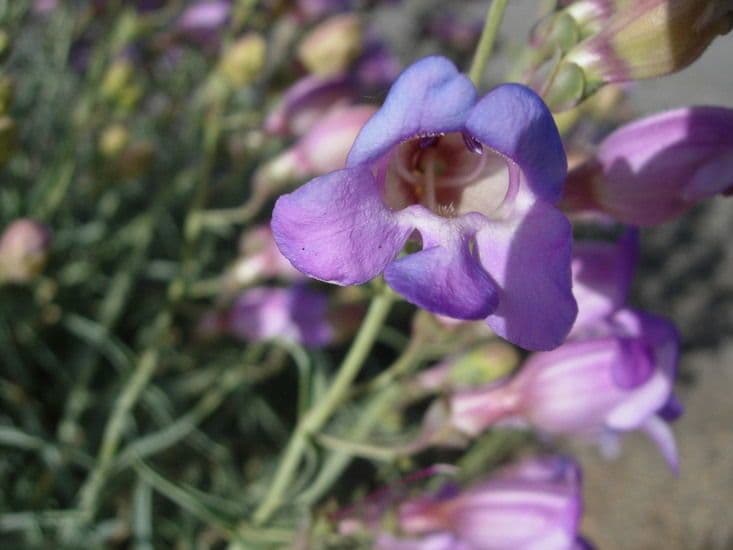Penstemon 3